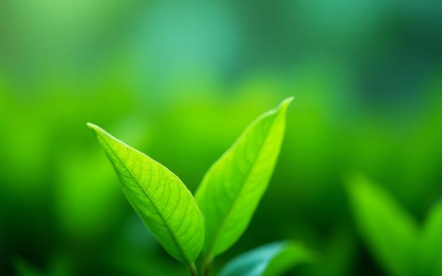 Hungarian tea market trends